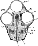 "Fig 64 - Skull of chick, fifth day of incubation, x 9 diameters. Seen from above, the membranous roof of the skull and the brain removed. cv1, anterior cerebral vesicle; e, eye; c, notochord, running through the middle of the basilar plate or parachordal cartilage, in which are already visible the rudimentary ear-parts, cl, the cochlea, hsc, the horizontal semicircular canal; pts, the pituitary space, bounded by tr, the trabeculae, which come together before it to form the fronto-nasal plate, fn, in fig. 65; lg, lingula or bridge connecting trabeculae with parachordal cartilage; 5 notch afterward becoming foramen ovale for passage of parts of the fifth (trifacial) nerve; 9, foramen for hypoglossal nerve; q, separate cartilage forming the future quadrate bone." Elliot Coues, 1884