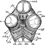 "Skull of a chick, but seen from below. cv1, anterior cerebral vesicle; e, eye; m, mouth; pts, pituitary space; fn, fronto-nasal plate; tr, ends of the trabeculae, free again after their union and bent strongly from the original axis of the trabeculae; n, external nostril; mxp, subocular bar of cartilage, or pterygo-palatine rod, to form pa, palatine, and pg, pterygoid bone, and other parts of the upper jaw, as the maxillary, jugal and quadrato-jugal; q, quadrate cartilage, same as seen in fig 64; mk, meckelian cartilage, to form lower jaw; these parts are in the first post-oral visceral arch; ch, cerato-hyal, and bh, basihyal, of second postoral arch; cbr, cerato-branchial, ebr-branchial, bbr, basi-branchial, of third post-oral arch; the parts of the second and third arch all going into the hyoid bone. 1, 2, 3, 1st, 2d, 3d, visceral clefts, whereof the 1st is to be modified into the ear-passages, and the others are to be obliterated." Elliot Coues, 1884