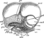 "Fig 66 - Head of a chick, second stage, after five days of incubation, section in profile; x6 diameters. cvl, cv2, cv3, first, second, and third cerebral vesicles; 1, place of the first nerve, the olfactory; 2, place of second nerve, the optic; ic, internal carotid artery, running into skull at what was originally the pituitary space, now an opening bounded in front by the anterior, acl, behind the posterior, pcl, clinoid walls; nc, notochord; oc, occipital condyle, thence to pcl being the original parachordal cartilage, here seen in profile; eo, exoccipital; eth, ethmoid, with ps, its presphenoid region posteriorly, and pn, pre-nasal part; this whole plate afterward developing into parts of the nose and the partition between the eyes; pa, palatine; pg, pterygoid region; pa and pg reference lines are in the chick's mouth; mk meckelian cartilage (lower jaw); ch and bh, ceratohyal and basihyal parts of the hyoid or tongue bone." Elliot Coues, 1884
