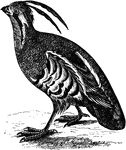 "Orortyx picta. Plumed Partridge. Mountain Quail. Back, wings and tail olive-brown, the inner secondaries and tertiaries bordered with whitish or tawny, forming a lengthwise border in single line when the wings are folded; the primaries fuscous, the tail-feathers fuscous, minutely marbled with the color of the back. Fore-parts, above and below, slaty-blue (above more or less glossed with olive shade of the back, below minutely marbled with black); the throat chestnut, immediately bordered laterally with black, then framed in the firm white line, broken through the eye, reappearing around base of under mandible. Extreme forehead whitish, The arrow-plumes black. Belly chestnut, the sides banded with broad bars of black and white, or rufous-white; middle of the lower belly, tibia, and flanks, whitish or rufous; crissum velvety-black, streaked with chestnut. Bill dusky, paler below; feet brown." Elliot Coues, 1884