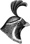 "Lophortyx gambeli. Gambel's Partridge. Arizona Quail. Male: Without white loral line; forehead black with whitish lines; occiput chestnut; nuchal and cervical feathers with dark shaft lines, but few dark edgings or none, and no white specking. General color of upper parts clear ash, the edging of the inner quills white. Fore-breast like the back; other under parts whitish, the middle of the belly with a large jet-black patch; sides rich purplish-chestnut, with sharp white stripes; vent, flanks and crissum white with dusky streaks. Bill black, iris brown. Besides lacking the definite head-markings, the female wants the black abdominal area, where the feathers are whitish with dark lengthwise touches; crest dark brown, not recurved, and fewer-feathered than that of a cock. Top of had grayish-brown, nearly uniform from bill to nape; throat grayish-white with slight dark pencilling." Elliot Coues, 1884