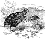 "Coturnix dactylisonans. Messina Quail. Migratory Quail. Common Quail of Europe. Upper parts variegated with buff or whitish and black upon a mixed reddish-brown and gray ground, the most conspicuous markings being sharp lance-lineal lengthwise stripes of buff or whitish over most of the upper parts, these dashes mostly edged with black; other less prominent buff or whitish cross-bars, several to a feather, likewise framed in black. Crown mixed brown and black, with sharp median and lateral buff stripes. Throat white, bounded before by a dark bar curving down behind the auriculars; behind, by a necklace of ruddy-brown, blackish, or whitish spots; chin varied with dark marks n advance of the auricular bar. Under parts fading to whitish from the buff or pale yellowish-brown breast, without any dark crossbars, but the long feathers of the sides and flanks with large and conspicuous white shaft-stripes and otherwise variegated with black, brown, and buff. Primaries fuscous, spotted with light brown on outer webs; secondaries similar, but the markings becoming bars on both webs. Tail-feathers brownish-black, much varied with shaft-lines, cross-bars, and edgings of buff; crissum immaculate, like the abdomen. Bill dark; feet pale; iris dark brown." Elliot Coues, 1884