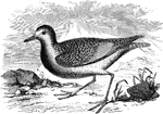 "Squatarola helvetica. Swiss Plover. Black-bellied Plover. Bull-head Plover. Whistling Field Plover. Ox-eye. Upper parts fretted with blackish and ashy-white, the feathers being basally, then black, tipped and usually scalloped with white. Upper tail-coverts mostly white, with few dark touches. Fore-head, line over eye and thence more broadly over side of neck, the lining of wings, tibiae, vent and under tail-coverts, white. Sides of head to an extent embracing the eyes, axillary plumes, and entire under parts (except as said), black. Tail closely barred with black and white. Primaries dark brown, blackening at tips, with large basal areas and a portion of their shafts, white. Bill and feet black." Elliot Coues, 1884