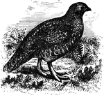 "Lagapus. The densely-feathered feet resemble those of rabbits. No particular feathers on head or neck. Tarsi and toes densely feathered. Tail short, little rounded, normally of 14 broad feathers, with long upper coverts, some of which resemble rectrices, the central pair of these usually reckoned as rectrices, making 16. A naked red comb over eye." Elliot Coues, 1884