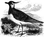 "The glareoles (Glareolidae) are a remarkable Old World form, like long-legged swallows, wth a cuckoo's bill; the tail is forked; there are four toes; the wings are extremely long and pointed; the tarsi are scullate; the middle claw denticulate." Elliot Coues, 1884