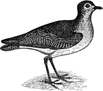 "Charadrius dominicus. American Golden Plover. Field Plover. Bull-head Plover. Upper parts black, everywhere speckled with golden-yellow, and mostly also white, the brighter color in excess. The markings of individual feathers are a tipping and one or several paired scollops. Hind neck less strongly marked than crown or back. Forehead, and long stripe over eye snowy-white. Region immediately around bill, sides of head to include eyes, and entire under parts, glossy brownish-black. Lining of wings, and axillars, sooty-gray or ashy. Tail dusky grayish-brown, with numerous irregular pale gray bars, and reddish-brown shafts; upper tail-coverts and rump like back. Primaries fuscous, blackening at tips and whitening at bases of inner webs, though without definite white spaces; shafts white for space. Secondaries and many of the coverts, like the primaries, plain fuscous, without the golden and white fretwork of the back. Bill and feet black." Elliot Coues, 1884