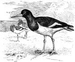 "Haematopus ostrilegus. European Oyster-catcher. (oyster-opener would b a better name, as oysters do not run fast). Upper parts glossy-black, like the head and neck. Quills, broadly margined with white on inner webs excepting towards end, and also with isolated white shafts and spaces near end. Back below, interscapulars, rump, and upper tail-coverts entirely white, as well as bases of the tail-feathers." Elliot Coues, 1884