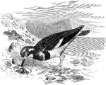 "Strepsilas interpres. Turnstone. Brant Bird. Calico-back. Pied above with black, white, brown, and chestnut-red; below, snowy, with jet breast. Top of head streaked with black and white. Forehead, cheeks, side of head and back of neck, white, with a bar of black coming up from the side of neck to below eye, then coming forward and meeting or tending to meet its fellow over base of bill, enclosing or nearly enclosing a white loral, and another black prolongation on side of neck; lower eye-lid white or not. Lower hind neck, interscapulars and scapulars, pied with black and chestnut; back, rump, and upper tail-coverts, snowy-white, with a large central blackish field on the latter. Tail white, with broad subterminal blackish field, narrowing on the outer feathers and incomplete, widening to usually cut off white tips of central feathers. Wing-coverts and long inner secondaries pied like the scapulars with black and chestnut, the greater coverts broadly white-tipped or mostly white, the short inner secondaries entirely white, the rest acquiring dusky on their ends to increasing extent, with result of a broad oblique white wing-bar. Primaries blackish, the longer ones with large white fields on inner webs, the shorter ones also definitely white on outer webs for a space, the shafts white on the outer webs for a space, the shafts white unless at end; primary coverts white-tipped. Under parts, under wing-coverts, snowy-white, the breast and jugulum jet-black, enclosing a white throat-patch, and sending limbs on sides of head and neck as above said. Bill black; iris black; feet orange." Elliot Coues, 1884