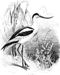 "Recurvirostra. Avocets. Bell slender, more or less recurved, then the upper mandible hooked at the extreme tip; much longer than head, more or less nearly equalling tail and tarsus; flattened on top, without culminal ridge. Wings short (for a wader). Tail very short, square, less than half the wing. Legs exceedingly long and slender; tibiae long-denuded; tarsus nearly twice as long as middle toe and claw; covering of legs skinny. Feet 4-toed; the front toes full-webbed, hind toe short, free. Body remarkably depressed and feathered underneath with thick duck-like plumage; altogether, as in swimming rather than as in wading birds. Altogether, as in swimming rather than as in wading birds. It is a modification like that seen in the lobe-footed phalaropes. Sexes and young alike; winter and summer plumage different." Elliot Coues, 1884
