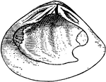 An illustration of the right valve of a mollusk. Bivalves are molluscs belonging to the class Bivalvia. They have two-part shells, and typically both valves are symmetrical along the hinge line. The class has 30,000 species, including scallops, clams, oysters and mussels. Other names for the class include Bivalva, Pelecypoda, and Lamellibranchia.