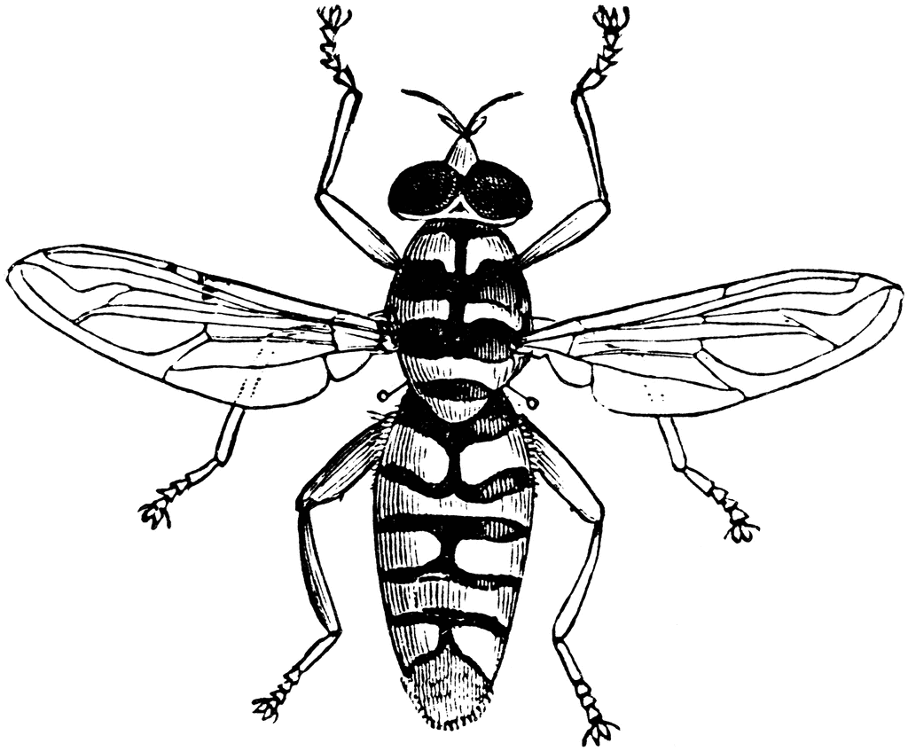 Hoverfly  ClipArt ETC