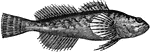 The European bullhead, Cottus gobio, is a fish of the Cottidae family that is widely distributed in Europe. It is a type of sculpin and has two alternative names: miller's thumb and tommy logge.