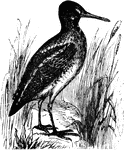 "Gallinago media. European Snipe. English Snipe. In size, form, and general coloration indistinguishable from No. 608, but axillary feathers almost entirely white, with slight and sparse dark markings, and the feathers of the flanks and sides less frequently and less regularly barred with dark gray." Elliot Coues, 1884