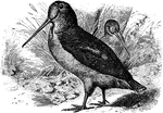 "Philohela minor. Woodcock. Bog-sucker. Colors above harmoniously blended and varied black, brown, gray, and russet; below, pale warm brown of variable shade, not barred. A dark stripe from bill to eye. Crown from opposite eye with black and light bars; along the inner edges of the wings a bluish-ashy stripe; lining of wings rust-brown; quills plain fuscous; tail black, spotted, and tipped; bill brownish flesh-color, dusky at end; feet pale reddish flesh-color." Elliot Coues, 1884
