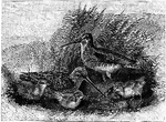 "Gallinago wilsoni. American Snipe. Wilson's Snipe. "English" Snipe. Jack-Snipe. Crown black, with a pale ochrey middle stripe. upper parts brownish-black, varied with bright bay and tawny, the scapular feathers smoothly and evenly edged with tawny or whitish, forming two lengthwise stripes on each side when the wings are folded. Quills and greater coverts blackish-brown, usually with white tips, and outer web of first primary usually white. Lining of wings and axillars white, fully and regularly barred with black. Rump black, the feathers with white tips. Upper tail-coverts tawny with numerous black bars, and tail-feathers black basally, then bright chestnut, with a narrow subterminal black bar, their tips fading to whitish; some of the lateral ones white, with little rufous tinge and several instead of one black nearly white; sides of body shaded with brown, and with numerous regular dusky bars throughout; crissum more or less rufous, with numerous dusky bars." Elliot Coues, 1884