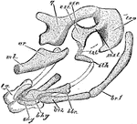 "The post-oral arches of the house martin, at middle of period of incubation, lateral view, X14 diameters. mk, stumpof meckelian or mandibular rod, its articular part, ar already shapen; q, quadrate bone, or suspensorium of lower jaw, with a free anterior orbital process and long posterior otic process articulating with the ear-capsule, of which teo, tympanic wing of occipital, is a part; mst, est, sst, ist, sth, parts of suspensorium of the third post-oral arch, not completed to chy; mst, medio-stapedial, tp come away from teo, bringing a piece with it, the true stapes or columella auris; the oval base of the stapes fitting into the future fenestra ovalis, or oval window looking into the cochlea; sst, supra-stapedial; est, extra-stapedial; ist, infra-stapedial, which will unite with sth, the stylo-hyal; chy and bhym cerato-hyal and basi-hyal, distal parts of the same arch; bbr, br 1, br2, basi-branchial, epi-branchial and cerato-branchial pieces of the third arch, composing the rest of the hyoid bone; tg, tongue." Elliot Coues, 1884