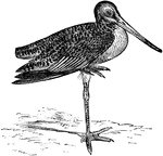 "Limosa fedoa. Great Marbled Godwit. Marlin. Feathers not extending on side of lower mandible to a point far beyond those on upper. no white anywhere; rump, tail, and its coverts barred throughout with blackish and the body-color. Lining of wings chestnut; axillars the same, more or less barred with black. General color rufous or light dull cinnamon-red, uniform and nearly uninterrupted on all the under parts, richer and more chestnut on the lining of the wings and axillars; somewhat marked with dusky on the sides of the breast and body; on the whole upper parts variegated with the brownish-black central field of each feather, the blackish predominating, leaving the rufous chiefly as scallops and tips of the feathers. This rufous very variable in intensity; usually paler on upper than on under parts, and strongest under the wings. Primaries rufous, successively darkening from the last to first, the outer webs and ends of the few outer ones blackish, the shaft of the first white. Bill livid flesh-colored, blackish on about terminal third; legs ashy-blackish." Elliot Coues, 1884