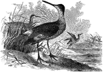 "Symphemia semipalmata. Semipalmated Tattler. Willet. Adult in summer: Upper parts ashy, confoundedly speckled to greater or less extent with blackish; this sometimes giving the prevailing tone, but in lighter colored cases the blackish restricted to an irregular central field on each feather, throwing out angular processes and tending to become traverse bars. When such dark fields prevail, the upper parts become quite blackish, speckled with ashy-white, like Totanus melanoleucus, for example. Furthermore, there is often a slight rufescence. Under parts white, sometimes with a rufous or brownish tinge, the jugulum and breast spotted and streaked, the sides barred or arrow-headed, with brownish-black. Axillars and lining of wing, edge of wing and primary coverts, sooty-blackish. Primaries blackish, with a great space white at base, partly overlaid and concealed by the primary coverts, partly showing conspicuously as a speculum; shafts white along this space. Most secondaries white most upper tail-coverts white, the shorter ones dark like rump, the longer ones barred like tail. Tail ashy, incompletely barred with blackish; lateral feathers pale, or marbled with white. Bill dark; legs bluish." Elliot Coues, 1884