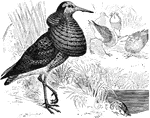 "Machetes pugnax. Ruff. Reeve. Combatant. Gambetta. Varied above with black, brown, buff and chestnut, the sides of rump white; under parts white, breast and sides and crissum black, spotted with white; tail brown, barred with chestnut and white; quills dusky, with shafts; wing-coverts ashy-brown. Bill blackish, flesh-colored at base; legs dingy yellow; warty excrescences yellow; feathers of the ruff endlessly varied in color." Elliot Coues, 1884