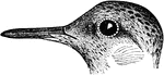 "Tryngites rufescens. Buff-breasted Sandpiper. Above, brownish-black with a greenish gloss, every feather broadly margined with tawny or yellowish-brown, the latter the prevailing tone. Under parts buff or fawn-colored, without markings except a few small blackish spots on sides of breast. Central tail-feathers greenish-brown, blackening at ends; others paler, often rufescent, with white or tawny tips and subterminal black bar; and usually, also, some black marbling or streaking/ Primaries and secondaries ashy-brown blackening at end, the extreme tip white - most of the inner webs of the primaries, and both webs of the secondaries pearly white, speckled and marbled with black. This curious tracery, best seen from below, is diagnostic; though the precise pattern varies interminably. The patch of under coverts at the bases of the primaries have the same character. Axillars white, lining of wings white or rufescent. Iris brown. Bill brownish-black; legs greenish or yellowish." Elliot Coues, 1884