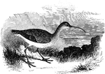 "Numenius hudsonicus. Hudsonian Curlew Jack Curlew. General tone of coloration scarcely rufous, the under parts, and the variegation of the upper, being whitish or ochraceous. No white on rump, tail, or lining of wings. Top of head uniform blackish-brown, with well-defined whitish median and lateral stripes (as in phaeopus, but neither longirostris nor borealis). Upper parts brownish-black, speckled with whitish, ochraceous or pale cinnamon-brown, in same pattern as in longirostris, but the dark in excess of the light colors, and these never strongly rufescent. Tail ashy-brown (not rufous), with numerous narrow blackish bars. Primaries fuscous, marbled or broken-barred with pale color (pattern as in longirostris, tone not strongly rufous). Lining of wings and axillars rufescent, but spotted or barred throughout with dusky. Under parts soiled whitish or somewhat ochraceous, only obscurely rufescent on crissum, if anywhere; the jugulum and fore-breast with dusky streaks which, as in other species, change to arrow-heads or incomplete bars on sides of breast and body. Bill blackish, some part of lower mandible pale; feet dark." Elliot Coues, 1884