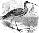 "Numenius arquatus. Eurasian Curlew. European Curlew. Bill of very variably length, always longer than head, probably always exceeding the tarsus, sometimes more than length of entire leg; slender, curved downwards, the tip of the upper mandible knobbed and overhanging the end of the lower; obsoletely grooved nearly to end. Gape of mouth extended beyond base of culmen. Feathers reaching about equally far on sides of each mandible. Wings and tail ordinary; latter barred in color. Legs rather stout; tibia largely denuded below; tarsus much longer than middle toe and claw, scutellate in front only, elsewhere reticulate. Toes short and thick, fattened underneath, broadly margined on sides. Of large and medium stature, and plump form. Coloration variegated; rufous usually prevailing. Sexes alike; changes of plumage not pronounced." Elliot Coues, 1884