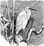 "Garzetta. Small Egret Herons. Color white; and occipital crest, and short recurved train of stiff-shafted loose-webbed feathers in the breeding season; lower neck-feathers lengthened, depending.