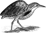 "Botaurus mugitans. American Bittern. Indian Hen. Stake-driver. Bog-Bull. Plumage of the upper parts singularly freckled with brown of various shades, blackish, tawny, and whitish; neck and under parts ochrey or tawny-white, each feather marked with a brown dark-edged stripe, the throat-line white, with brown streaks. A velvety-black patch on each side of the neck above. Crown dull brown, with buff superciliary stripe. Tail brown. Quills greenish-black, with a glaucous shade, brown-tipped. Iris yellow. Bill on the ridge brownish-black, the rest pale yellowish; a dark brown loral strip. Legs dull yellowish-green; claws brown.