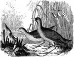 "Porzana carolina. Carolina Crake. Common Rail. "ortolan." Above, olive-brown, varied with black, with numerous sharp white streaks and specks; flanks, axilars and lining of wings, barred with white and blackish; belly whitish; crissum rufescent. Face and central line of throat black, the rest of the throat, line over eye, and especially the breast, more or less intensely slate-gray, the sides of the breast usually also with some obsolete whitish barring and speckling." Elliot Coues, 1884
