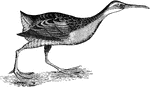 "Rallus longirostris crepitans. Clapper Rail. Salt-water Marsh-hen. Mud-hen. Above, variegated with olive-brown and pale olive-ash, the latter edging the feathers, the variegation dull and blended. Below, pale dull ochrey-brown, whitening on the throat, frequently ashy-shaded on the breast, without decided cinnamon-brown shade. Flanks, axillars, and lining of wings, fuscous-gray, with sharp narrow white bars. Quills and tail plain dark-brown, without chestnut on the coverts. Eyelids and short superciliary line whitish. The general tone is that of a gray bird, without any reddishness." Elliot Coues, 1884