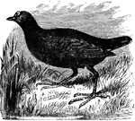 "Gallinula. Gallinules. Water Hens. Mud Hens. Bill not longer than head, stout at base, tapering, compressed, the culmen running directly up on the forehead and expanding into a frontal plate of different shape in different species. Nostrils near middle of bill, linear. Feet large and stout; tibia naked below; tarsus moderately compressed, scutellate; toes very long, the outer longer than the inner, with an evident though slight marginal membrane; claws long, slender, little curved, acute. Wings short and rounded, but ample. Tail very short, of 12 weak feathers, with long ample under coverts, as in Rails. Plumage not rich blue." Elliot Coues, 1884