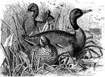 "Anus boscas. Mallard. Wild or Domestic Duck. Green-head. Bill greenish-yellow. Feet orange-red. Iris brown. Head and upper neck glossy-green, succeeded by a white ring. Breast purplish-chestnut. Lower back, rump, and tail-coverts glossy-black. Tail-feathers mostly whitish. Under parts from the breast, and scapulars, silvery-gray, finely undulated with dusky; crissum black. Speculum violet, purplish and greenish, framed in black and white tips of the greater coverts, and black terminal border. Feet and wings in the male, Bill blackish, blotched with orange, especially at base, tip and along edges. Entire body-colors with dusky-brown and tawny-brown; the tone paler and in finer pattern on the head, neck, and under parts than on the back." Elliot Coues, 1884