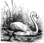 "Cygynus. White Swans. Neck of extreme length. Trachea normally entering sternum. Bill tuberculate or not, the skinny covering in the adults reaching to the eyes; not shorter than head, very high at base, where deeper than wide, broader and flattening toward the rounded end; culminal ridge at base about horizontal, very broad and flat or even excavated, the sides of the bill there nearly vertical. Nostrils near middle of bill, high up. Leg behind centre of equilibrium when the body is horizontal. Tibia bare below. Tarsus shorter than middle toe and claw, entirely reticulate; toes long, with full webs, the anterior reticulate on top for a distance, then scutellate. Hallux small, elevate, with slight lobe. Wings very long and ample. Tail short, rounded or wedged, of twenty or twenty-four feathers. Size large: adults entirely white, with black bill and feet, former usually in part yellow." Elliot Coues, 1884