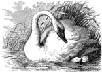 "Cygnus columbianus. Common American Swan. Whistling Swan. Bill with a yellow spot or blotch in front of eye, usually small, sometimes wanting. Bill less lengthened and expanded terminally than in C. buccinator, the nostrils across the middle; the distance from the anterior angle of the eye to the hind edge of the nostril more than thence to the end of the bill. Tail-feathers normally 20." Elliot Coues, 1884