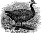 "Philacte canagica. Painted Goose. Emperor Goose. Wavy bluish-gray, with lavender or lilac tinting, and sharp black crescentic mark; head, nape, and tail white, former often washed with amber-yellow; throat black, white-speckled; quills varied with black and white; eye brown; feet flesh-color." Elliot Coues, 1884