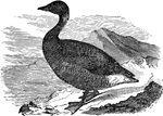 "Bernicla brenta. Brant Goose. Bill, feet, and claws black; iris brown. Head and neck all around, and a little of fore part of body, glossy-black, well defined against the color of the breast; on each side of the neck a small patch of white streaks; frequently also white touches on eyelid and chin. Beast ashy-gray, beginning abruptly from the black, fading on the belly and crissum into white, shaded along the sides of the body; upper parts brownish-gray, the feathers of the dorsal region with paler gray tips; rump darker; upper tail-coverts white. Tail-feathers, wing-quills, and primary-coverts blackish, the inner quills whitish toward base." Elliot Coues, 1884
