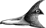 "Dafila. Pin-tail Ducks. Tail (in adult male) narrow, cuneate, when fully developed nearly as long as wing, the 2 central feathers long-exserted, linear-acute: in female and young the tail merely tapering, with acute feathers; tail-feathers 16, including the long middle pair. Bill shorter than head, longer than tarsus, nearly parallel sided, widening a little to the end, the nail small, the narrow nostrils high up in basal third of bill. Feathers of cheeks sweeping in strongly convex outline along side of upper mandible, beyond those on side of lower mandible. Wing acute, the 1st and 2d primaries subequal and longest, rest rapidly graduated. Neck unusually long and slender, and form less "stocky" than that of most ducks. Sexes and young very unlike in color, even to the wing-markings, as well as in shape of tail. Bill and feet dark. Under parts white or whitish." Elliot Coues, 1884