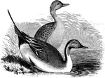 "Dafila acuta. Pin-tail Duck. Sprig-tail. Bill black, with grayish-blue edge of upper mandible; feet grayish-blue; claws black; iris brown. Head and neck above rich dark brown, glossed with green and purple; side of neck with a long white stripe running up from the white under parts; back of neck with a black stripe passing below into the gray color of the back; the lower fore-neck, breast, and under parts usually, white, the sides finely waved with black, the crissum black, white-bordered. Fore back finely waved with narrow bars of black and white or whitish; the scapulars and long tertiaries firmly striped lengthwise with velvety-black and silvery-gray. Lesser wing-coverts plain gray; greater tipped with reddish-buff, framing the speculum anteriorly; this is of coppery-or purplish-violet iridescence, framed posteriorly with black sub-tips and white tips of the secondaries, internally with silvery and black stripes. Tail-feathers gray, the long central ones blackish; sides and roots of tail varied with blackish and buff. It is thus a very handsome duck in full plumage, aside from the trim and clipper-like build." Elliot Coues, 1884