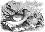 "Mareca americana. American Wigeon. Bald-pate. Bill grayish-blue, with black tip and extreme base; feet similar, duller, with dusky webs and claws; iris brown. Top of head white, or nearly so; sides the same, or more buffy, speckled with dusky-green, purer green forming a broad patch from and below eye to hind head; chin dusky. Fore neck and breast light brownish-red, or very pale purplish-cinnamon, each feather with paler grayish edge; along the sides of the body the same, finely waved with dusky; the breast and belly pure white, the crissum abruptly black. Lower hind neck and fore back and scapulars finely waved with the same reddish color and with dusky; lower back and rump similarly waved with dusky and whitish. Lesser wing-coverts plain gray; middle and greater coverts pure white, forming a large area, the greater black-tipped, forming the fore border of the speculum, which is glossy green, bordered behind by velvety black, internally by the black and white stripes on the inner secondaries. Tail brownish-gray, the lateral upper coverts black; axillary feathers white. Only old drakes have the crown immaculate white, the chin dusky, the auricular definitely green; generally the whole head and upper neck are pale brownish-yellow or reddish-white, speckled with greenish-Dusky." Elliot Coues, 1884