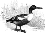 "Spatula clypeata. Shoveller Duck. Broad-bill. Bill blackish; iris orange-red: feet vermilion-red. Head and neck dark glossy green. Lower neck and fore breast pure white. Abdomen purplish-chestnut. Wing-coverts sky-blue; speculum rich green, set between white tips of greater coverts, and black subtips and white tips of secondaries; inner secondaries greenish-black, with long white stripe; long scapulars blue on outer webs, striped with white and greenish-black on inner; short anterior scapulars white. Rump and upper and under tail-coverts black; a white patch on each side at root of tail." Elliot Coues, 1884