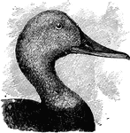"Fuligula vallisneria. Canvas-back. Adult male: The head close-feathered. Bill high at the base and narrow throughout or scarcely widened toward end, sloping gradually up to the top of the head in line with the sweep of the forehead, altogether somewhat like a goose's in shape; decidedly longer than head, 2 &1/2 inches to nearly or quite 3 in length, measured along the culmen; the nostrils reaching the middle of the bill, their fore end half-way from the upper corner to end of bill. Bill not blue, black-belted, but blackish throughout. Eyes red. Feet grayish-blue. Head and upper neck not coppery brownish-red, but dark reddish-brown, further much obscured with dusky or quite blackish about the bill and on top. Ground color of back white, very finely vermiculated with zigzag blackish bars much narrower than the intervening spaces, and tending to break up, or mostly broken up, into little chains or dots across the feathers; the resulting silvery-gray tone consequently several shades lighter than in the red-head." Elliot Coues, 1884