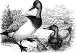 "Fuligula vallisneria. Canvas-back. Adult male: The head close-feathered. Bill high at the base and narrow throughout or scarcely widened toward end, sloping gradually up to the top of the head in line with the sweep of the forehead, altogether somewhat like a goose's in shape; decidedly longer than head, 2 &1/2 inches to nearly or quite 3 in length, measured along the culmen; the nostrils reaching the middle of the bill, their fore end half-way from the upper corner to end of bill. Bill not blue, black-belted, but blackish throughout. Eyes red. Feet grayish-blue. Head and upper neck not coppery brownish-red, but dark reddish-brown, further much obscured with dusky or quite blackish about the bill and on top. Ground color of back white, very finely vermiculated with zigzag blackish bars much narrower than the intervening spaces, and tending to break up, or mostly broken up, into little chains or dots across the feathers; the resulting silvery-gray tone consequently several shades lighter than in the red-head." Elliot Coues, 1884