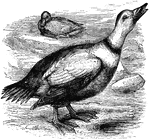 "Camptolaemus labradorius. Labrador Duck. Pied Duck. Adult male: Bill black with orange at base and along edges, and grayish-blue along the ridge; iris reddish-brown; feet grayish-blue, with dusky webs and claws. Head and upper neck white, with a longitudinal black stripe on the crown and nape. Neck below ringed with black continuous with that of upper parts, then half-collared with white continuous with that of scapulars. Below, from this white, entirely black, excepting white axillars and lining of wings. Above, black, except as said; the wing-coverts and secondaries white, some of the latter margined with black; some of the long scapulars pearly-gray; primaries and their coverts and tail-feathers brownish-black. Female: Bill, eyes, and tail-feathers brownish-black. Bill, eyes, and feet as in male; several secondaries white, forming a speculum, but no white on wing-coverts or scapulars; axillars and lining of wings mostly white; inner secondaries edged with black; general color dappled brownish-gray, paler and more ashy or plumbeous on wing-coverts and inner secondaries." Elliot Coues, 1884