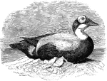 "Somateria fischeri. Spectacled Eider. Bill (in both sexes) peculiar in the extension upon it of dense velvety feathers which reach to a point on the culmen beyond the nostrils, thence sweeping past the nostrils obliquely downward and backward to the commissure, the nostrils opening just beneath the line of feathers. Feathers of chin extending in a point nearly as far as those on culmen. A peculiarly dense and puffy patch of velvety feathers about the eye, suggesting spectacles; frontal feathers erect, pious, in the male somewhat stiffened; occipital feathers lengthened into a crest; these characters of the head-feathering best marked in the male, but indicated also in the female. Nail of bill distinct. Adult male: General color grayish-black, the neck and most of the back white; lesser and median wing-coverts, the curved tertials, the lining of the wings and axillars, white; flanks white. On the head, the white of the neck gives way to rich sea-green, especially on the occipital crest; the frontal feathers are also tinged with greenish; but the 'spectacles' are pure silvery white, framed in black. Bill, in the dried state, dingy yellowish; feet the same, with dusky webs." Elliot Coues, 1884