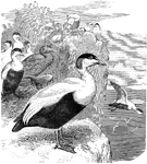 "Somateria mollissima. European Eider Duck. Bill with lateral frontal process extending on each side of the forehead, between the short pointed extension of the feathers on the culmen and the much greater extension of those on the sides of the bill, which reach to below the nostril, about opposite those on the chin. The general upper outline of the bill nearly straight, and the frontal processes narrow, acute, and nearly parallel. Adult male: Plumage almost entirely black and white. Top of head glossy blue-black, including eyes, and forking behind to receive the white of the hind-head. Occiput more or less washed with sea-green. Neck all around, fore breast, most of the back, most of the wing-coverts above and below, the curly tertials, and sides of rump, white, on the breast tinged with pale creamy-brown." Elliot Coues, 1884