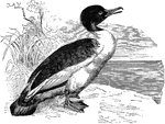 "Mergus merganser. Merganser. Goosander. Nostrils near middle of bill. Frontal feathers extending acutely on culmen about half way from those on side of bill to nostrils; loral feathers sweeping in nearly vertical line across side of base of upper mandible, about opposite those on side of lower mandible. Head scarcely crested, merely a line of little lengthened feathers along occiput and nape, better developed, however, in female than in male. Adult male: Bill and feet vermilion-red in breeding season, with black hook; iris carmine. Head and neck splendid dark green. Under parts salmon-colored, the flanks and lower belly marbled or watered with dusky. Upper parts glossy-black, fading to ashy on rump and tail; surface of wing mostly pure white, crossed by a black bar formed by bases of greater coverts. Primaries and outer secondaries black, intermediate secondaries white, inner secondaries and scapulars black and white. Female: Bill red with dusky culmen, iris yellowish, feet chrome or orange with dusky webs, crest better developed than in male; still flimsy, however long. Head and neck reddish-brown; throat white; under parts less salmon-tinted. Black parts of the male ashy-gray; scapulars without white; white of wing restricted to secondaries and greater coverts, which are black at base; smaller coverts ashy." Elliot Coues, 1884