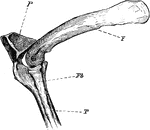 "Phalacrocorax bicristatus. Cormorant. The knee-joint of a Cormorants. F, femur; P, patella; T, tibia; Fb, fibula