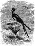 "Tachypetes aquilus. Frigate. Man-of-War Bird. brownish-black, glossed with green of purplish, duller on the belly, wings showing brown and gray; Female with white on neck and breast." Elliot Coues, 1884