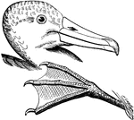"Diomedea brachyura. Short-tailed Albatross. Bill 5.00 or 6.00 inches long, with long, with moderately concave culmen and prominent hook. Frontal feathers forming almost no reentrance on culmen, running nearly straight around whole base of upper mandible, and extending scarcely farther on sides of under mandible, with hardly any convexity. Tail very short, contained rather more than 3 times in length of wing. Adult plumage white, the head and neck usually washed with shining rusty-yellow; wings and tail dark or blackish, with a wholly indeterminate amount of white on the coverts and inner quills - sometimes nearly all the wing-coverts white excepting a line along the border of the fore-arm - sometimes the white restricted to a small space at the elbow. Bill pale reddish-yellow, drying pale dingy-yellowish; feet flesh-color." Elliot Coues, 1884