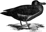 "Phoibetria fuliginosa. Sooty Albatross. Plumage ordinarily uniform sooty-brown; quills and tail blackish with white shafts; eyelids white; bill black, with long yellow (perhaps in life pink or red) groove; feet pale or flesh-color, drying yellow. In some cases the plumage lightens to a clearer more ashy-gray coloration on various prats. The head and neck frequently washed with rusty-yellow. Pacific ocean at large; off coast of N. Am." Elliot Coues, 1884